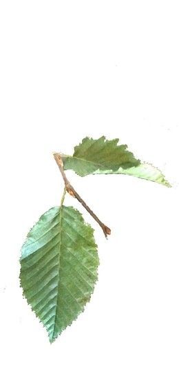 blad detail carpinus betulus - haagbeuk - 120x155
