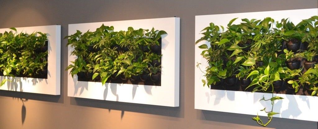 Meer groen op kantoor of in je huis met beplanting op de muur, bekijk de livepictures