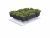 Sempergreen sedumcassette lichtgewicht oplossing - 65 kg/m² (54 x 54 cm)