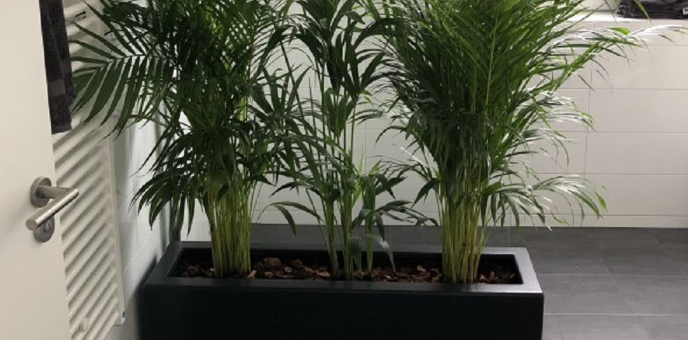 Enjoyplanters plantenbak voor binnen in de badkamer
