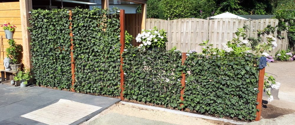 Regeren Couscous huiswerk maken Klimop op rek | Direct privacy in je tuin