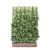 Kant en klaar haag Toscaanse Jasmijn (Trachelospermum Jasminoides) - 120x180 cm bxh