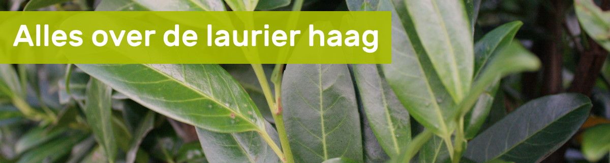 Vind meer informatie over de laurier haag op www.kantenklaarhagen.nl